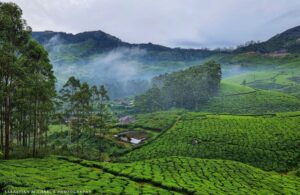 Misty morning view of Munnar hills covered with tea gardens