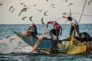 Chinese fishing nets at sunset in Kochi, Kerala