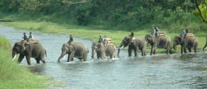 Elephants near Periyar Lake in Thekkady wildlife sanctuary