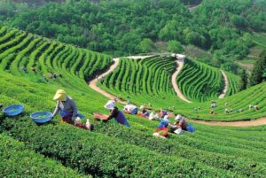 Lush green tea gardens in Munnar hill station, Kerala
